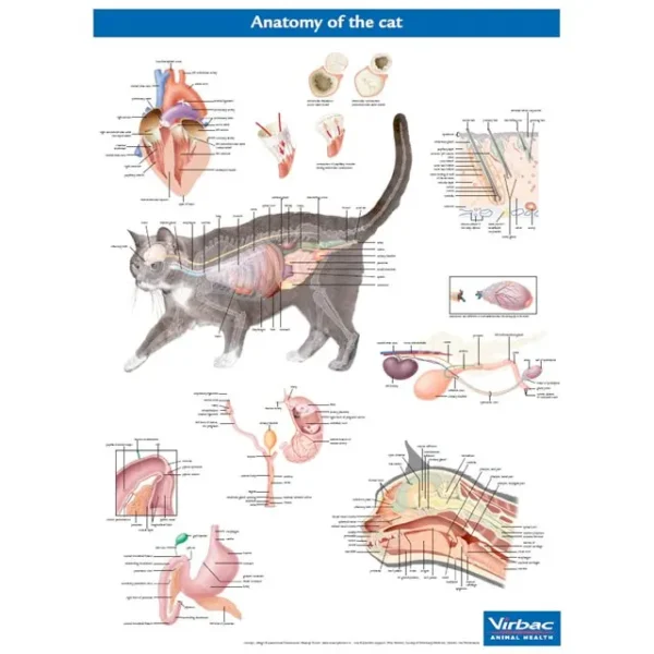 Anatomy Of The Cat