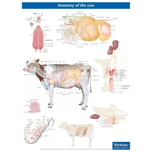 Anatomy Of The Cow
