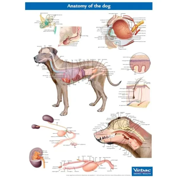 Anatomy Of The Dog