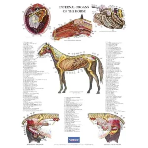Internal Organs Of The Horse