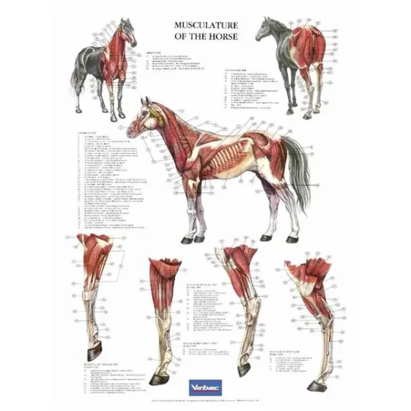Musculature Of The Horse