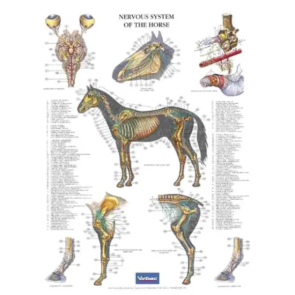 Nervous System Of The Horse