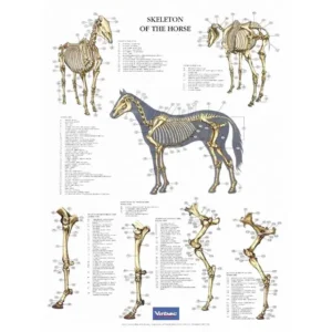 Skeleton of the horse