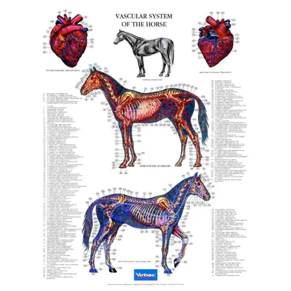 Vascular System Of The Horse